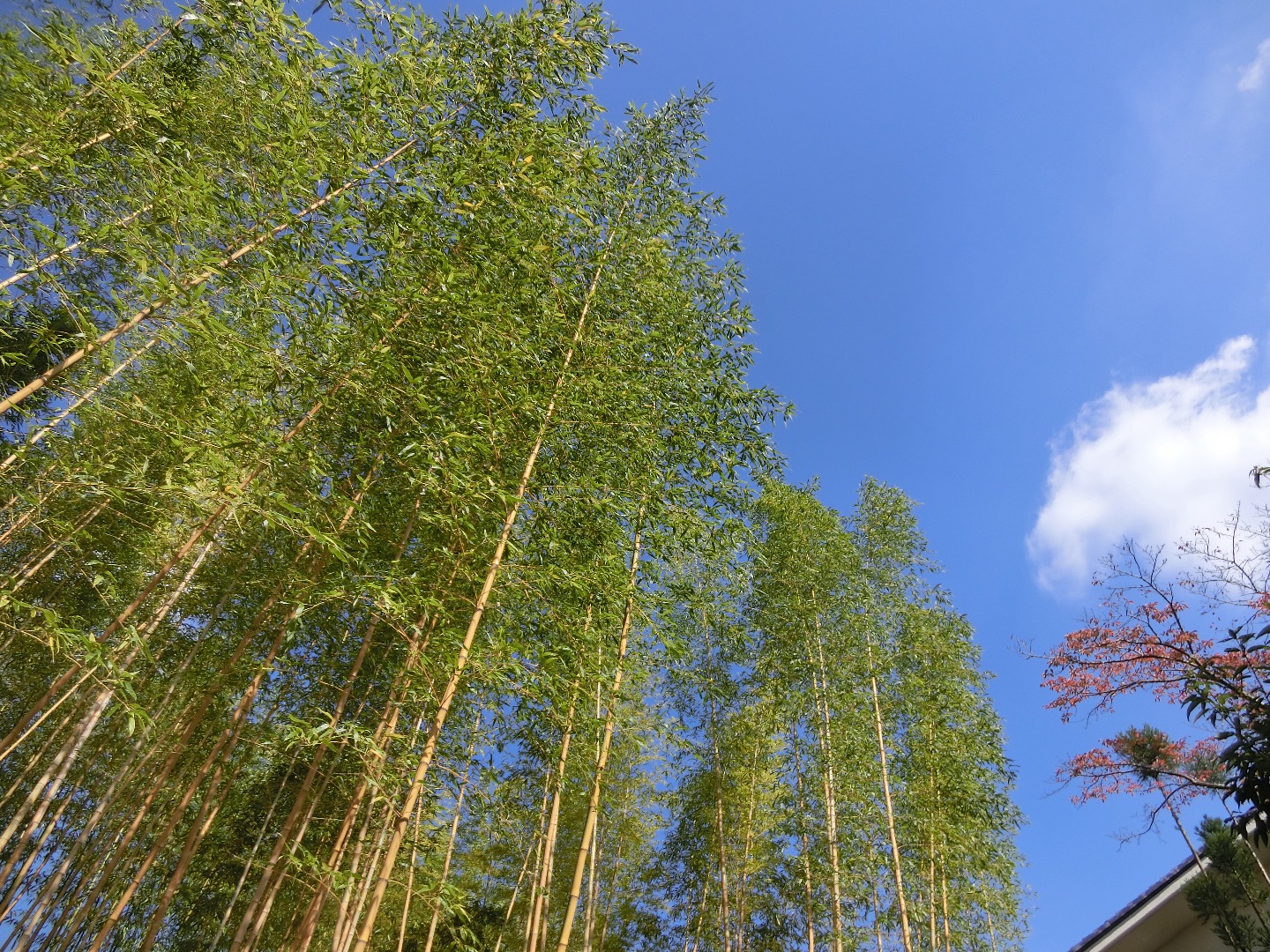 高山の歴史